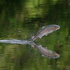 Leaping Rainbow