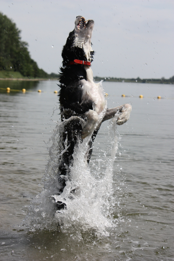 leaps from the water