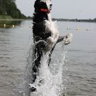 leaps from the water