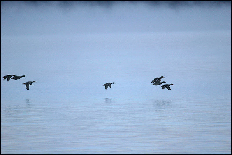 Learning To Fly