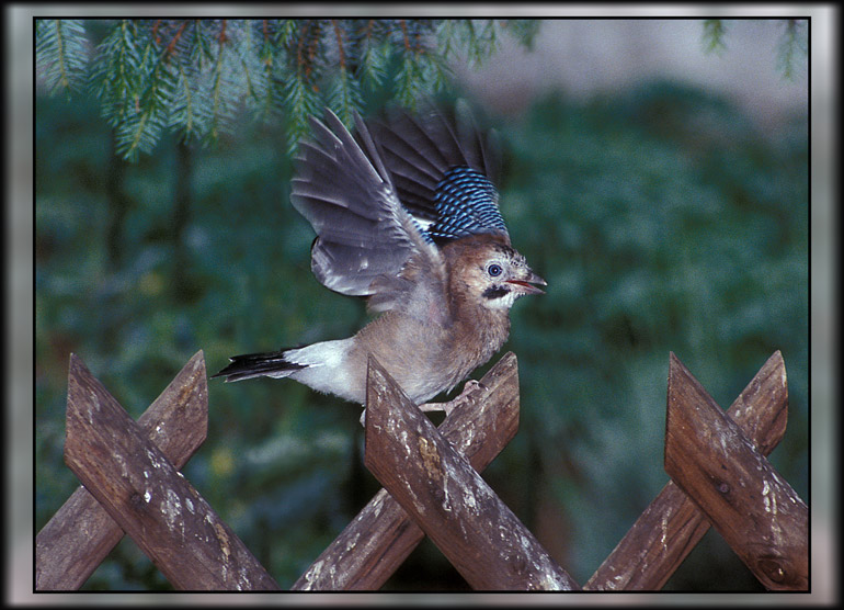 Learning to fly