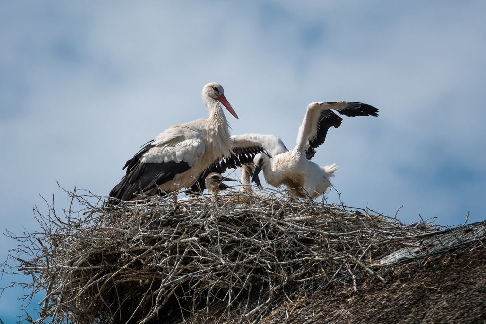 Learning to fly