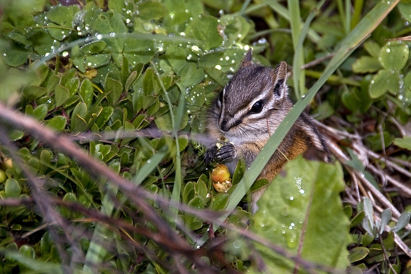 Least Chipmunk (Tamias minimus)