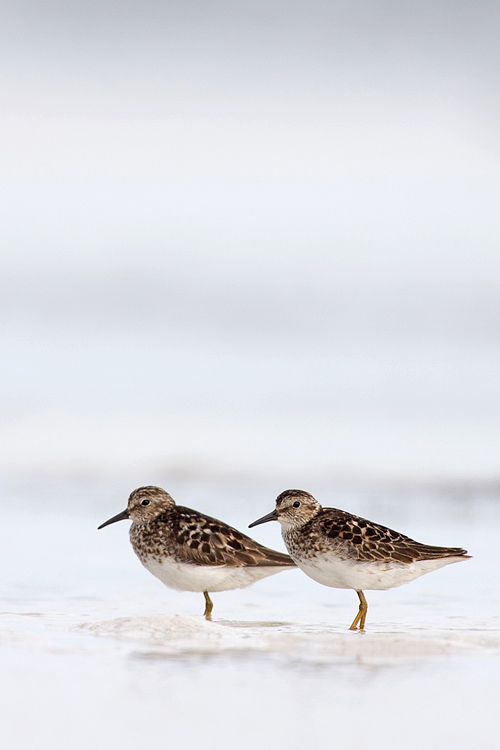 ~ Least Sandpiper ~