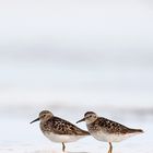 ~ Least Sandpiper ~