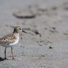 Least Sandpiper (Calidris minutilla) - 1