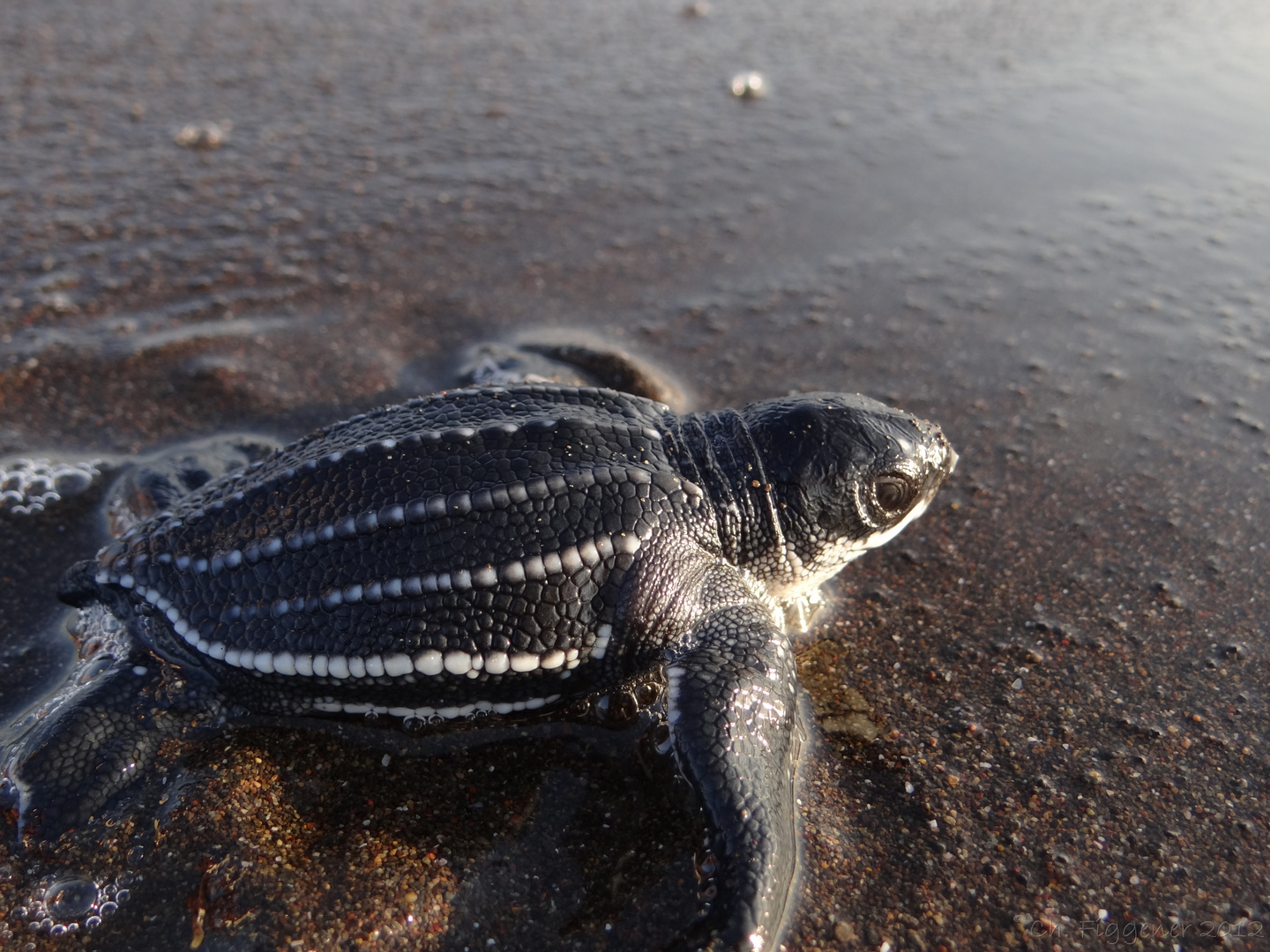 Leatherback Hatchling on its Dash to the Sea