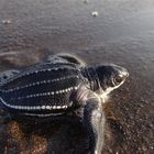 Leatherback Hatchling on its Dash to the Sea