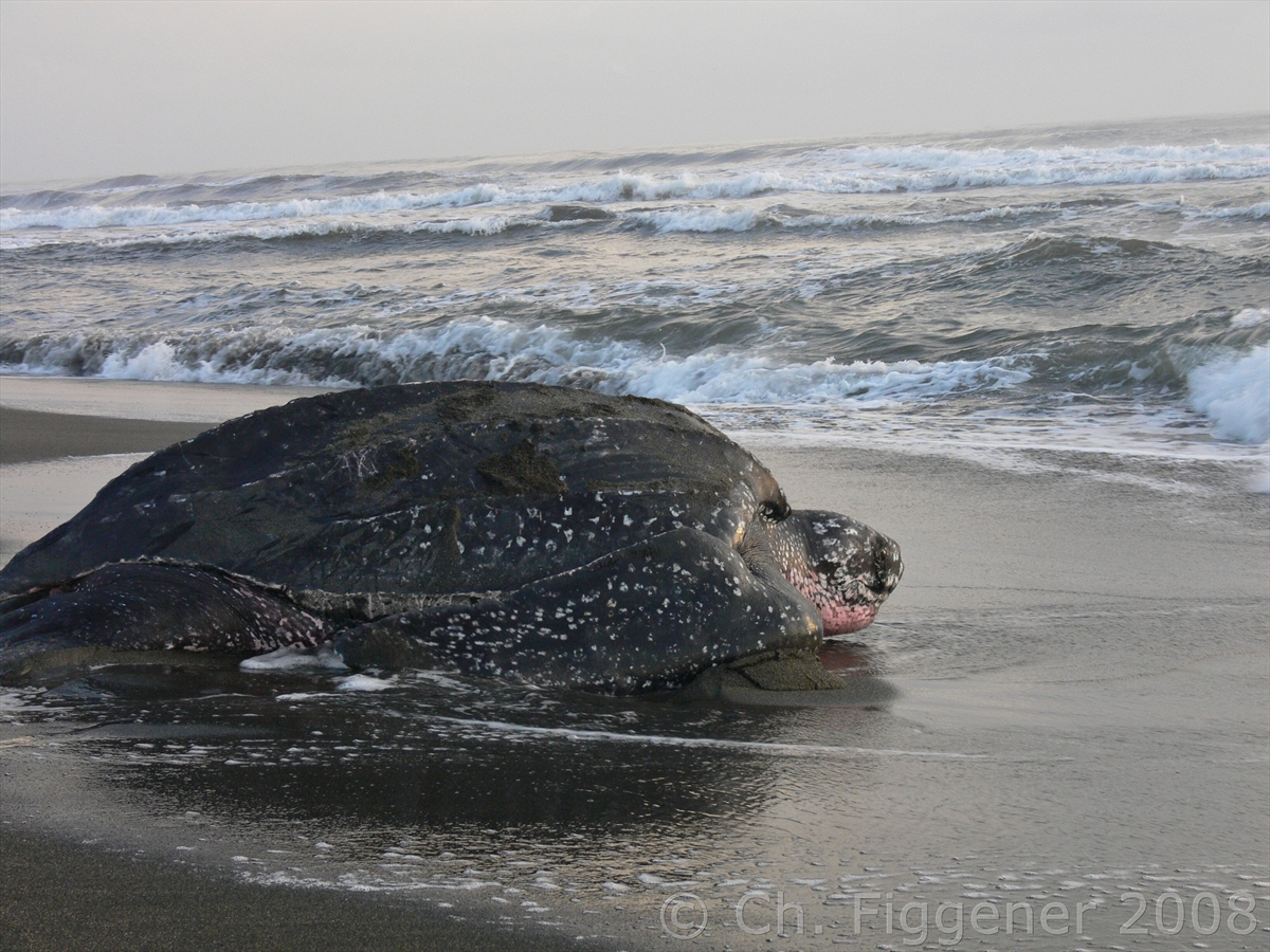 Leatherback turtle female during daylight