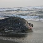 Leatherback turtle female during daylight