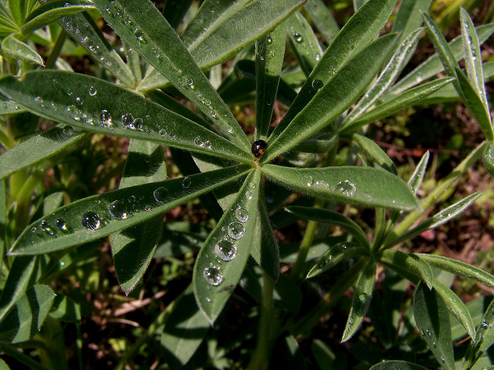 l'eau