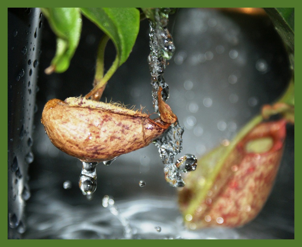 l'eau coule sur la fleur