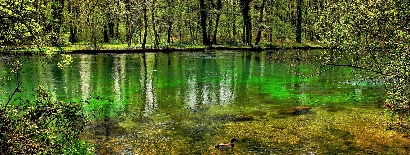 L'EAU DANS LA FORÊT