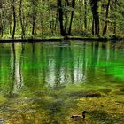 L'EAU DANS LA FORÊT