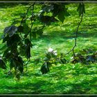 L'eau de Fontaine de Vaucluse ....