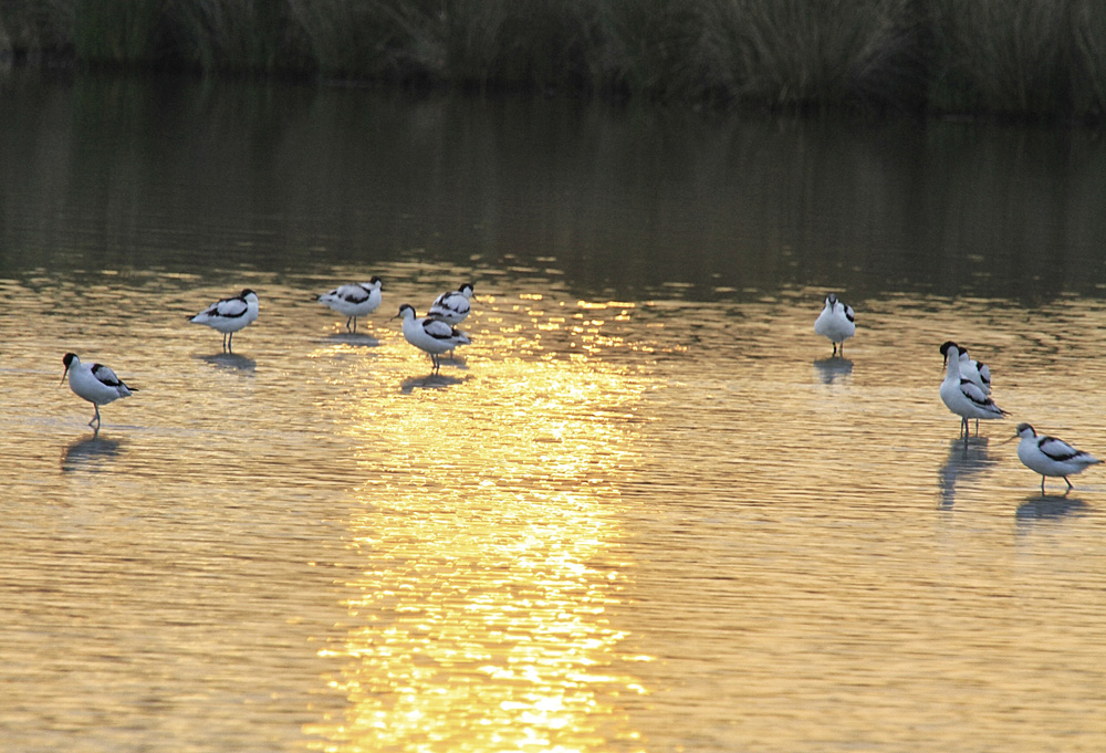 L'eau dorée !!