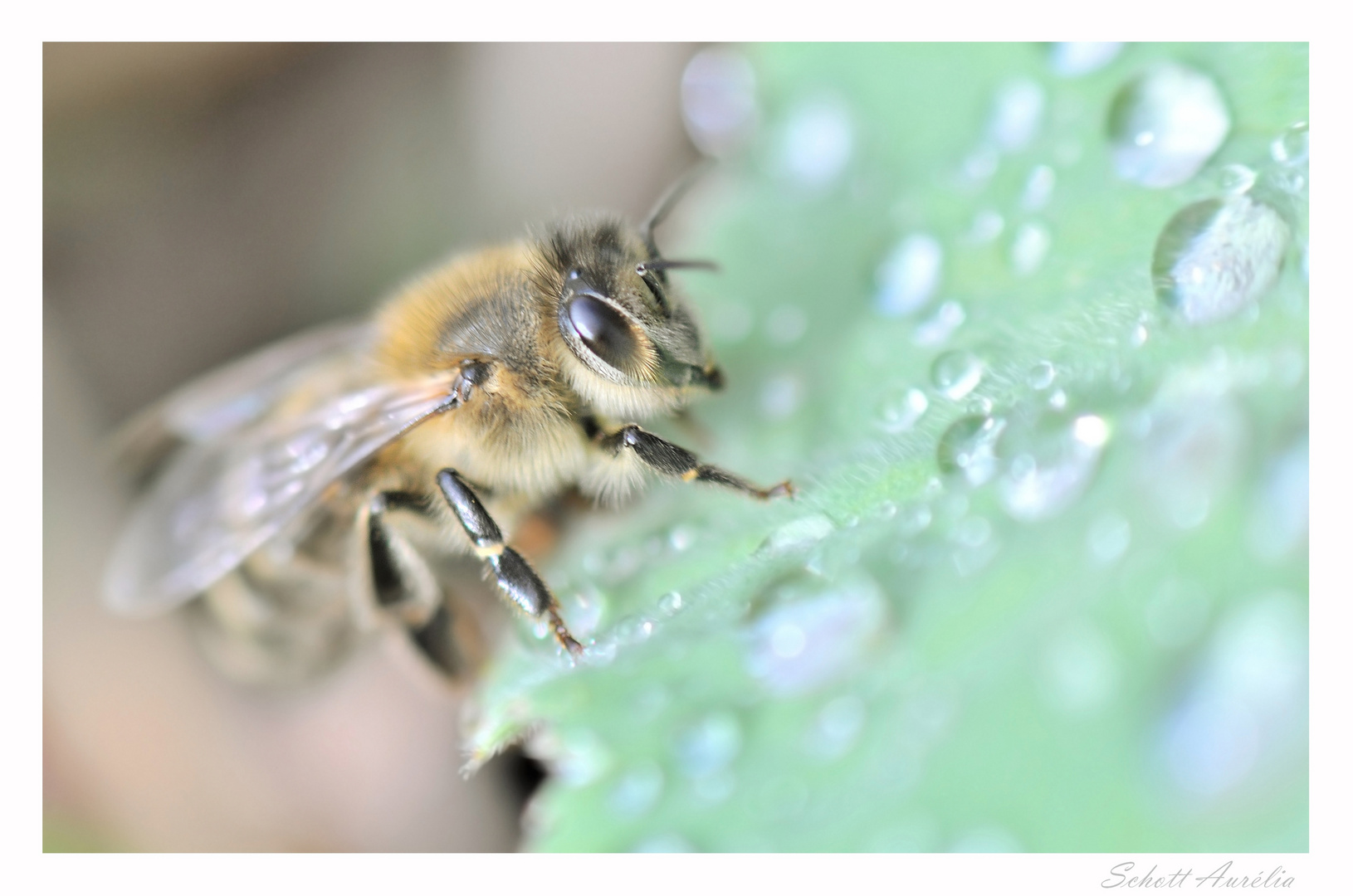 L'eau, élément essentiel