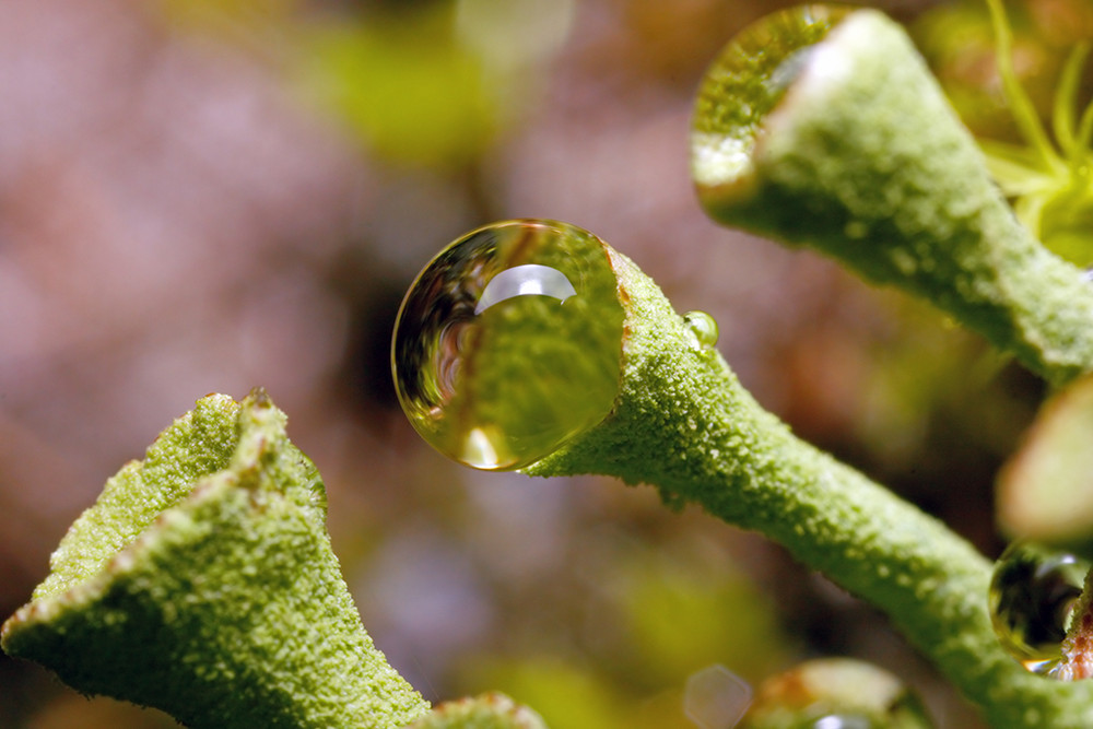 L'eau et le lichen