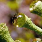 L'eau et le lichen