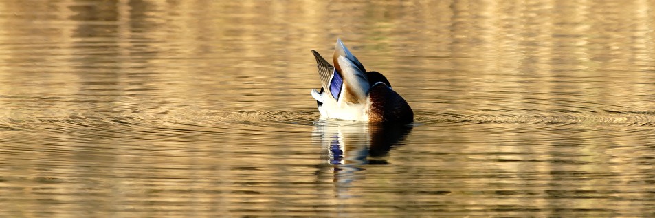 l'eau et l'oiseau