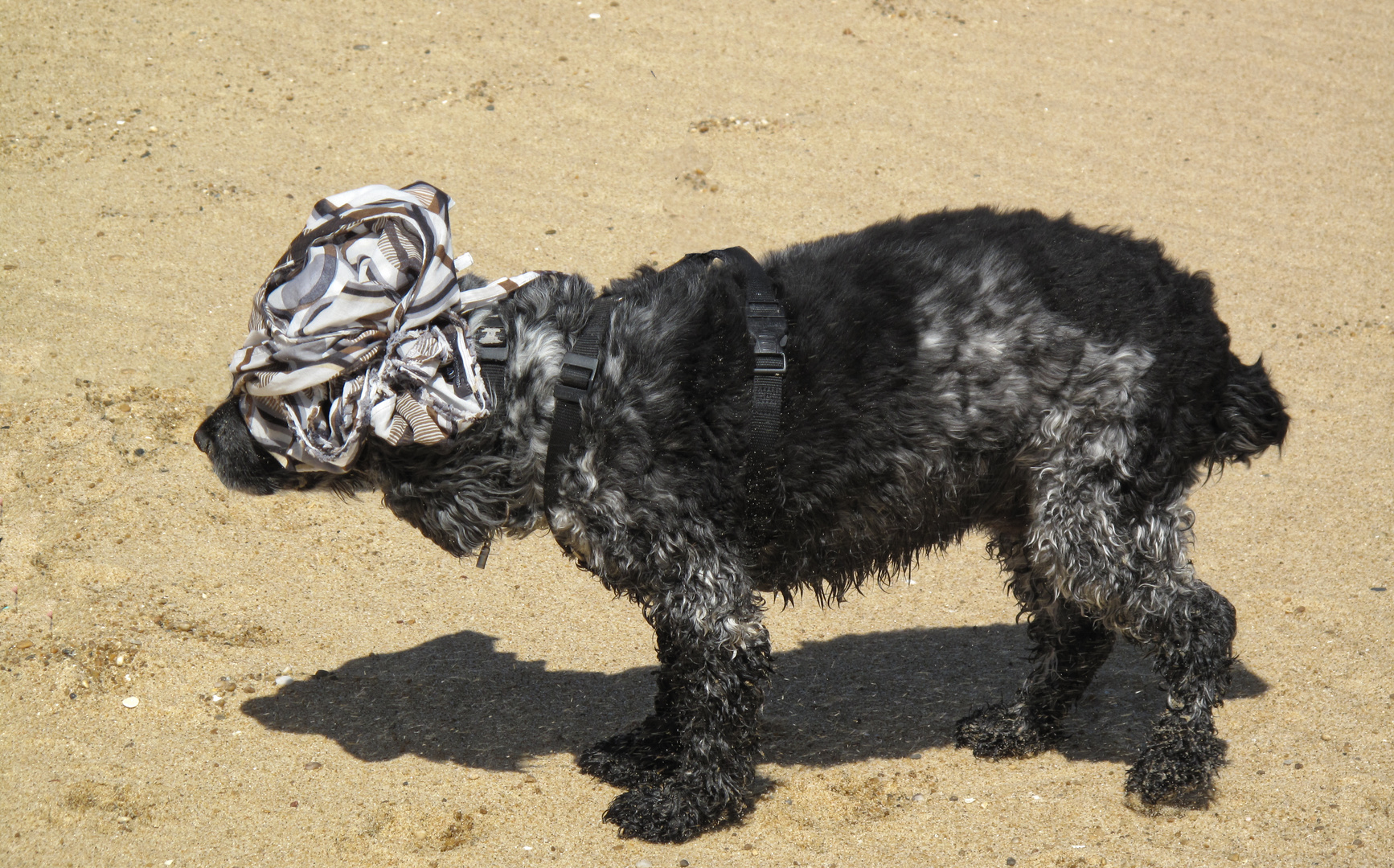 L'eau était bonne, mais sur le sable, quelle chaleur!