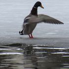 ..L'eau étant glacée, je secoue mes plumes, en sortant..