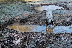 L'eau fraîche des flaques gelées 