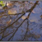 L'eau , miroir poétique de la nature