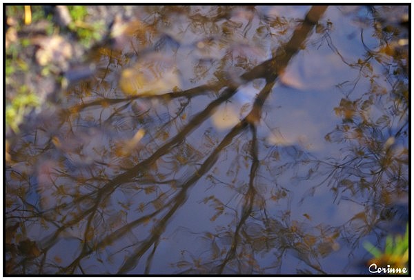 L'eau , miroir poétique de la nature von justcoco 