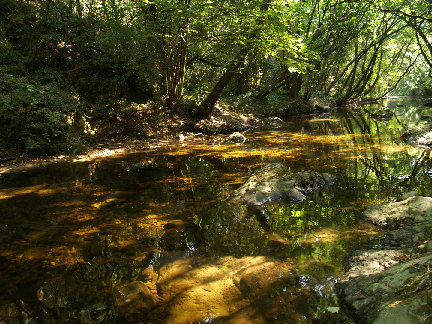 L'eau sous les frondaisons