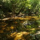 L'eau sous les frondaisons