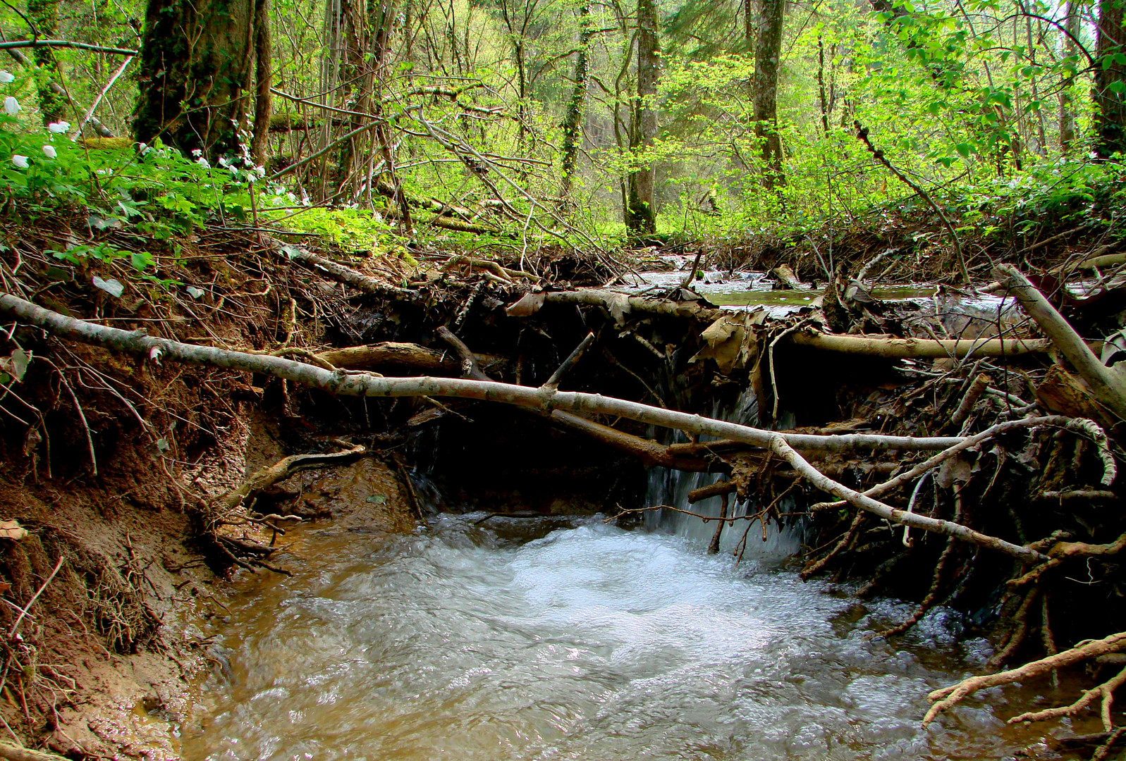 L'eau vive 