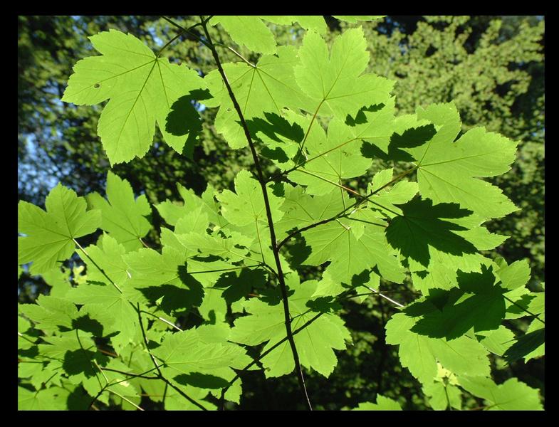 Leaves