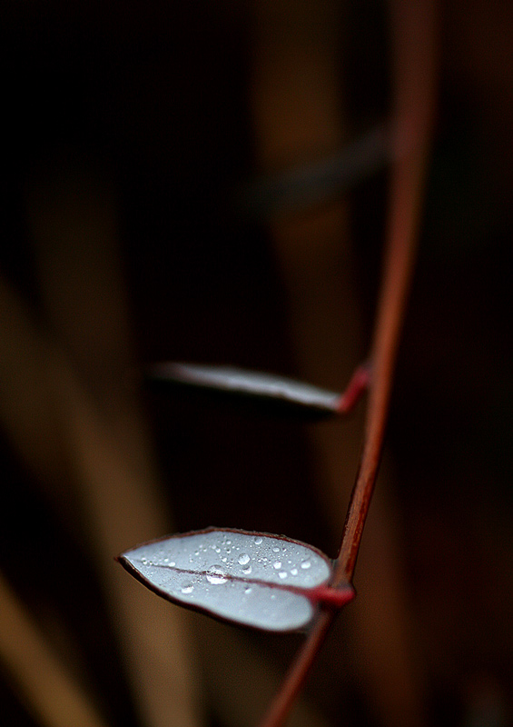 leaves