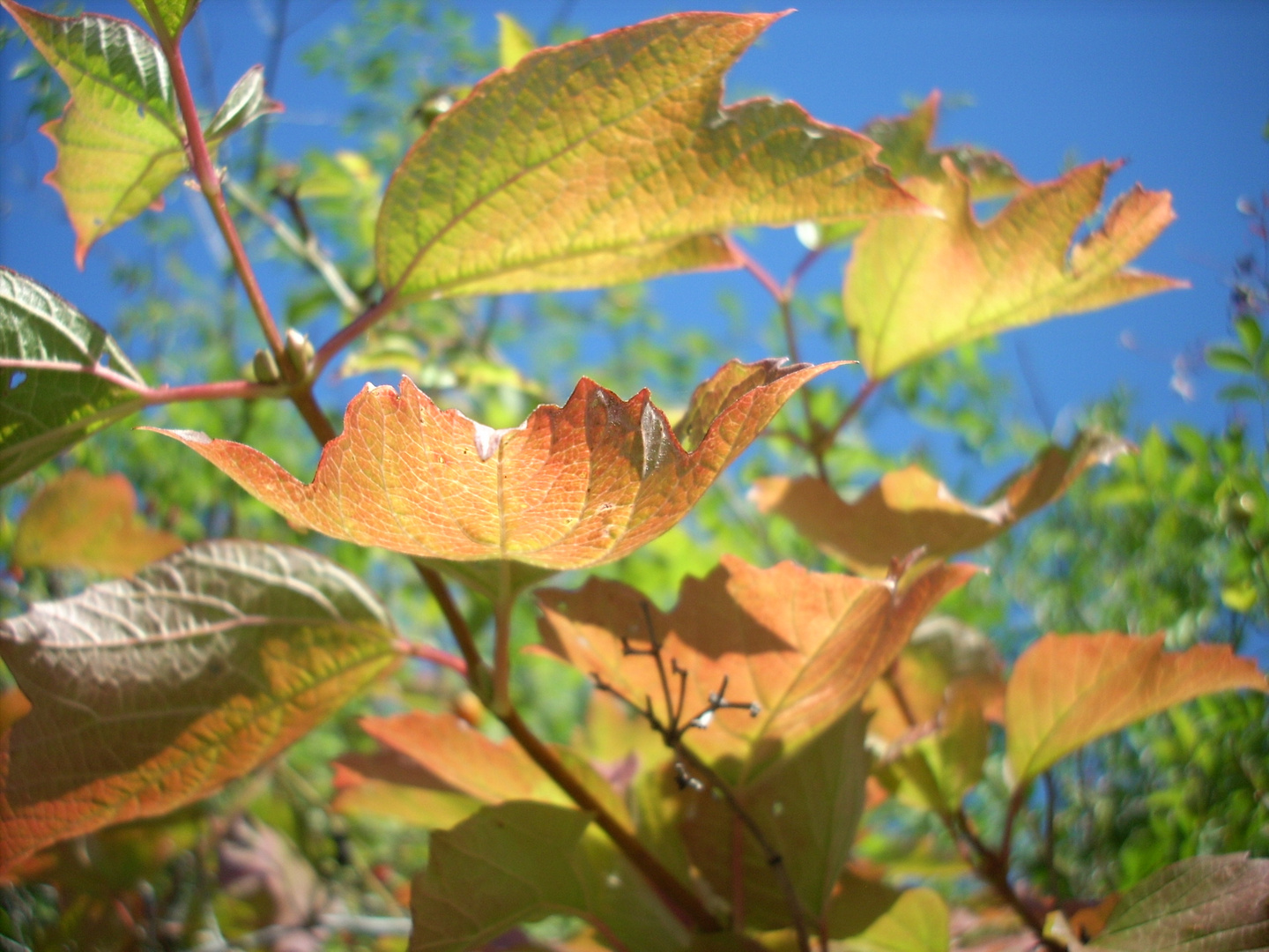 Leaves