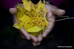 Leaves