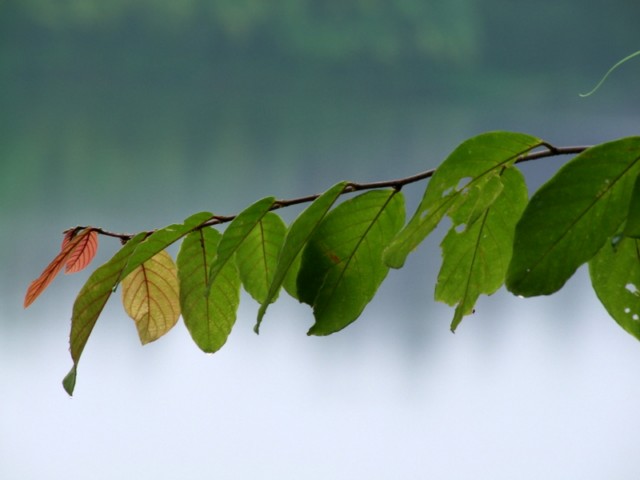 leaves