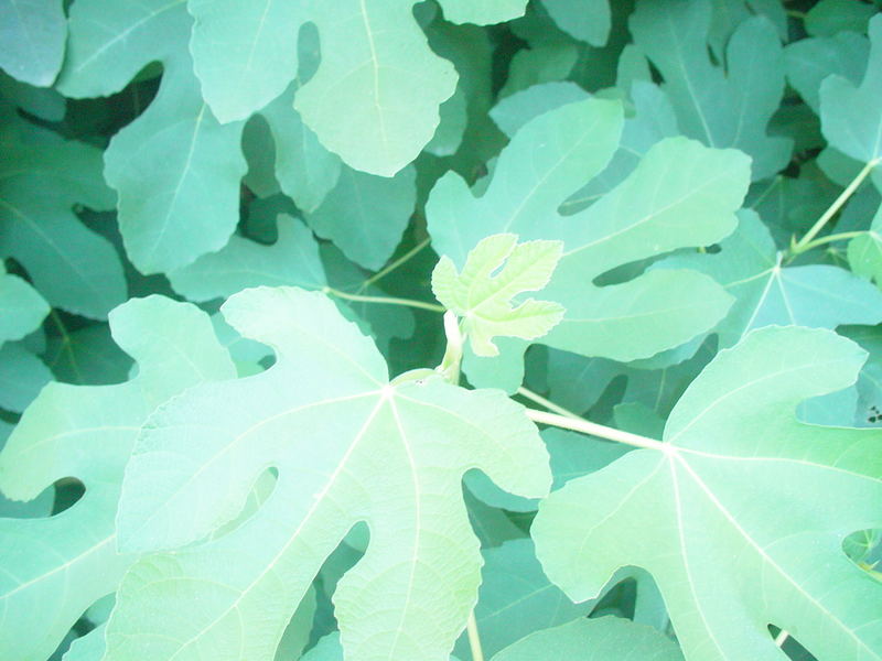 leaves