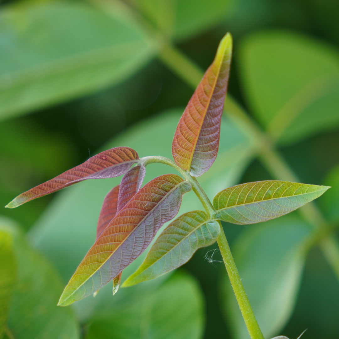 leaves