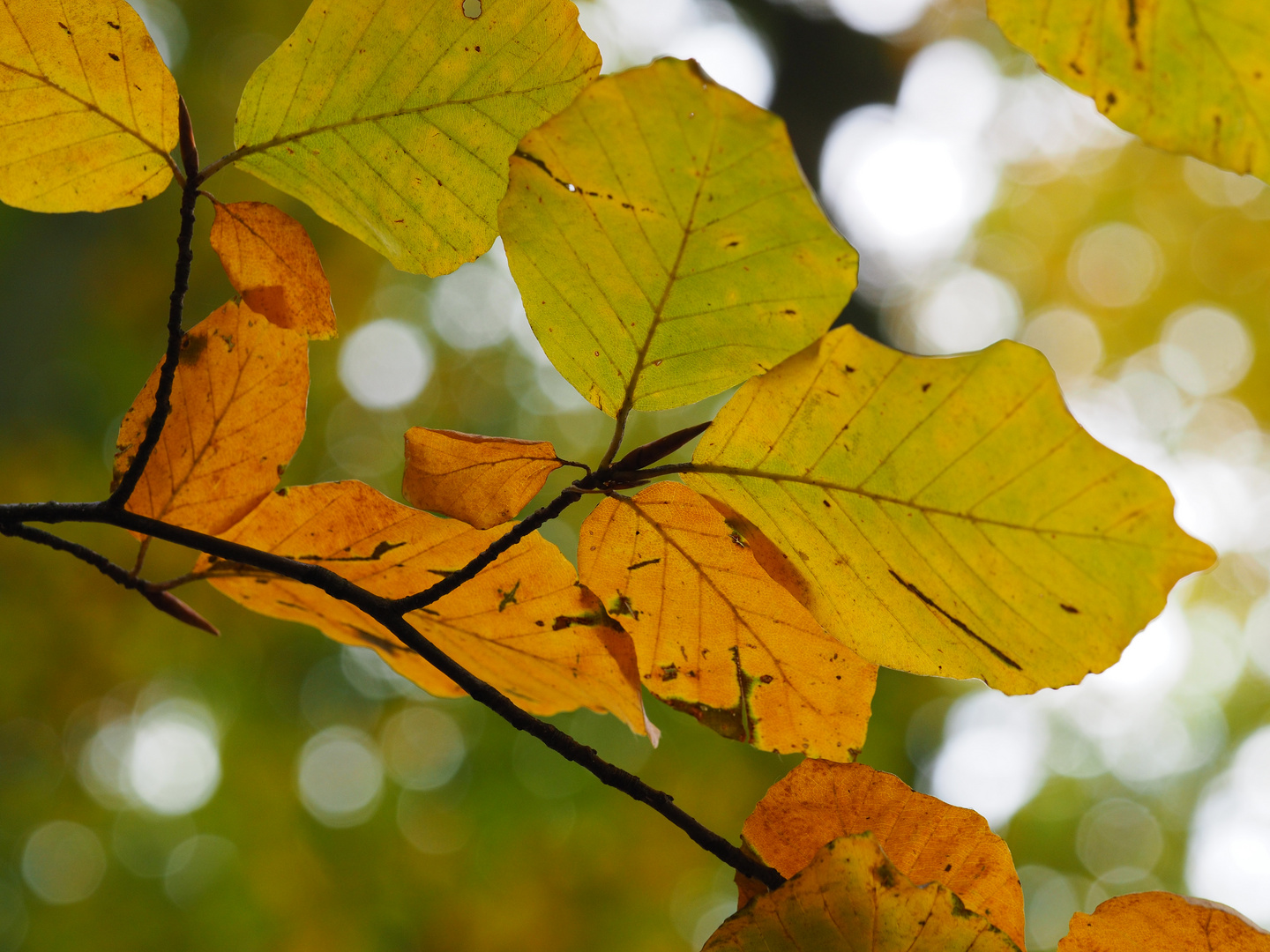 Leaves