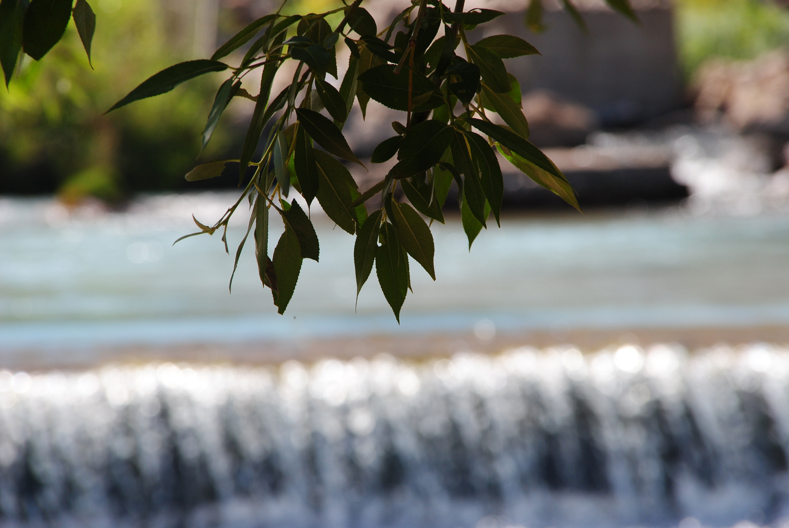 Leaves