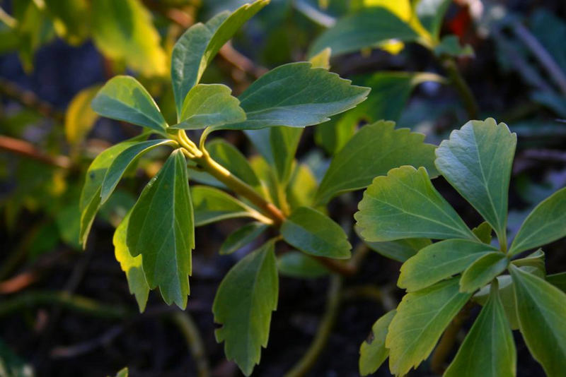 Leaves