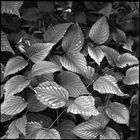leaves (3)