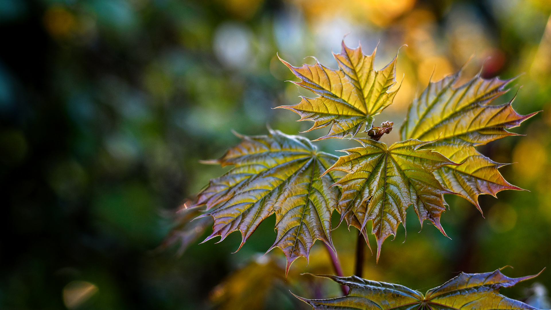 Leaves