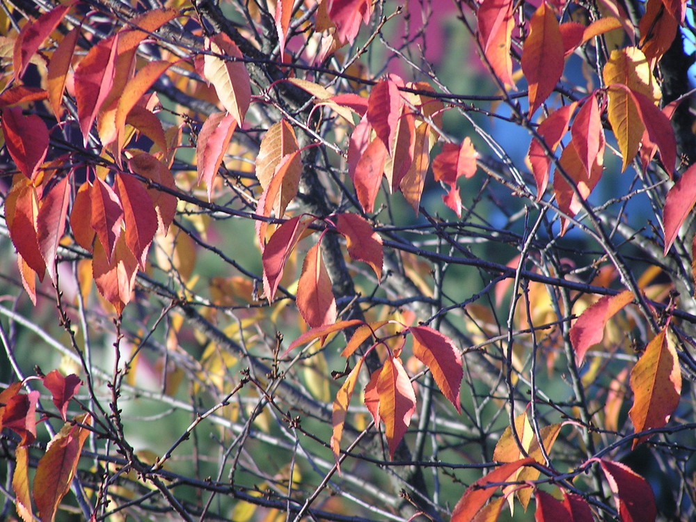 Leaves