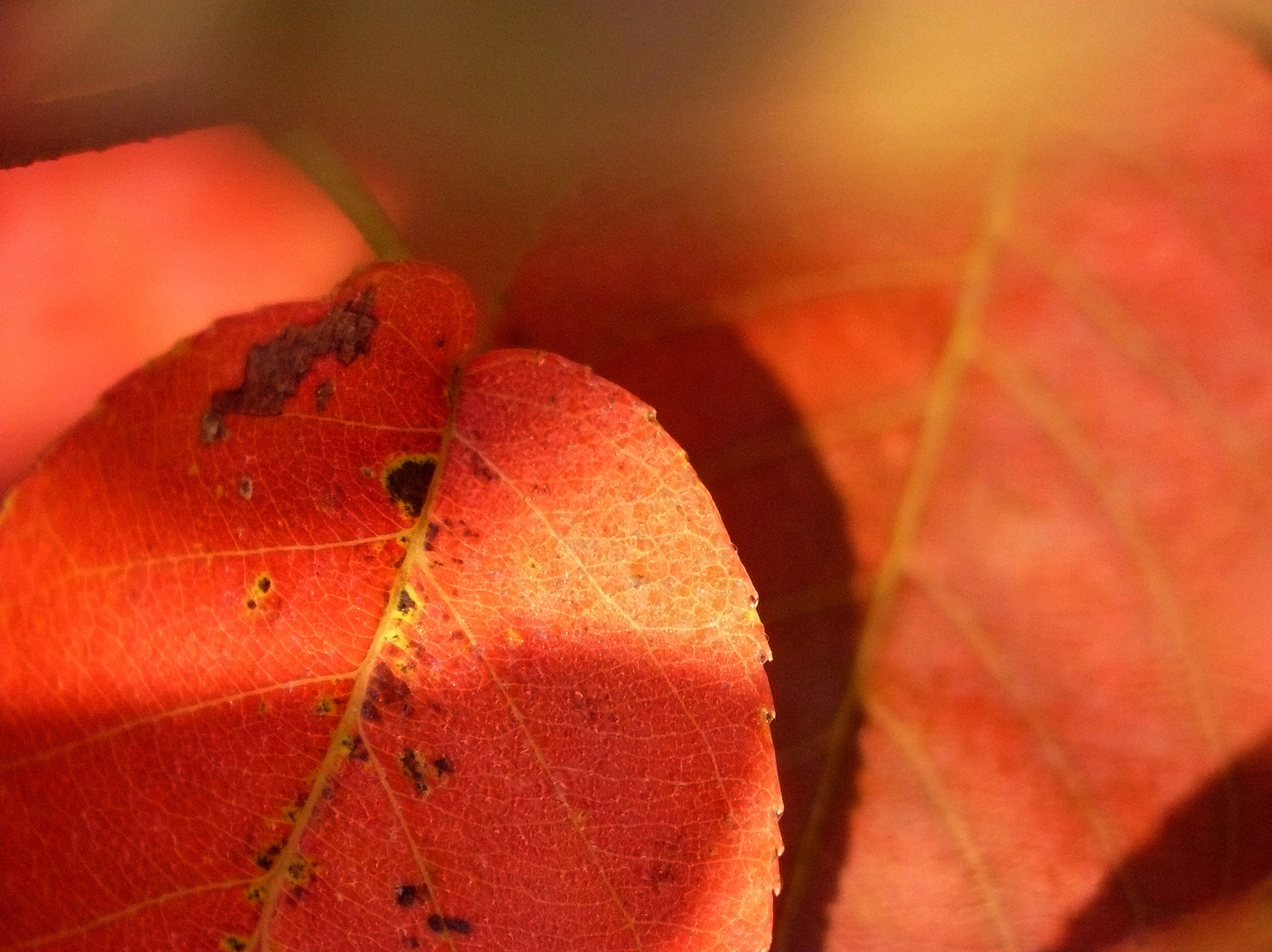 leaves