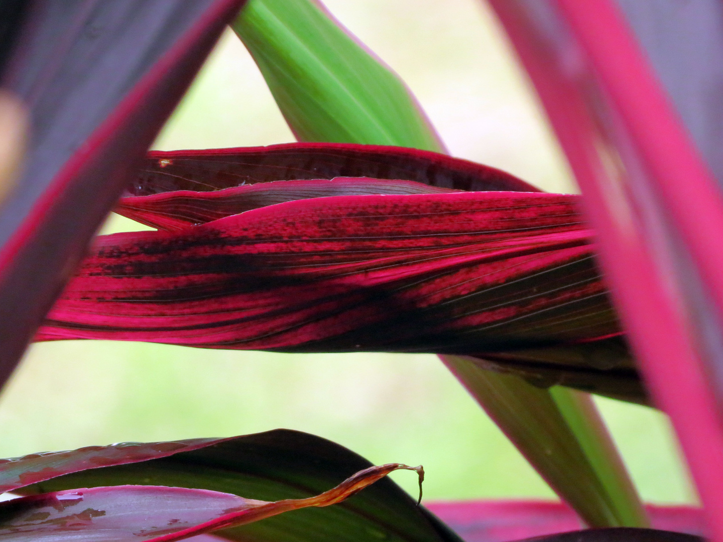 Leaves