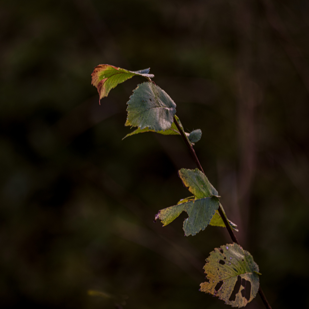 Leaves