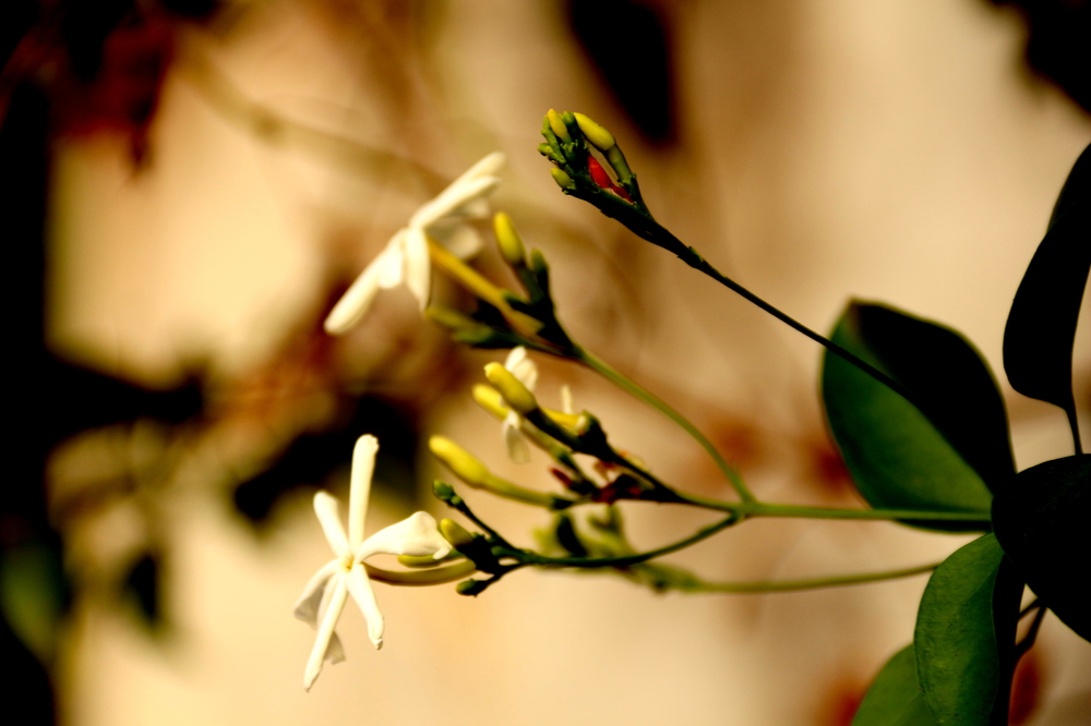 leaves