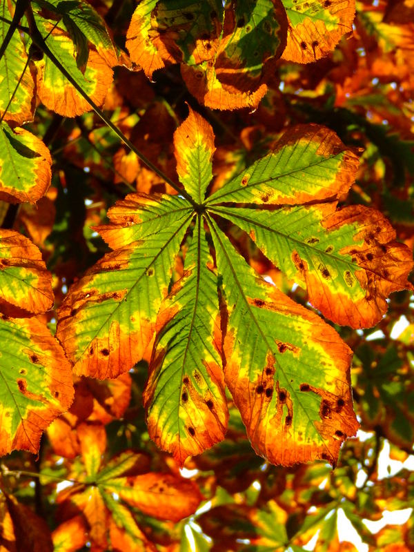 leaves